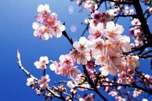 あなたも桜と一緒に開花宣言！　この春開花する才能がわかる心理テスト