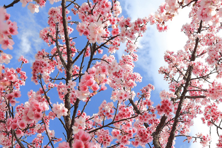 桜のお花見での行動でわかる、あなたの二重人格度