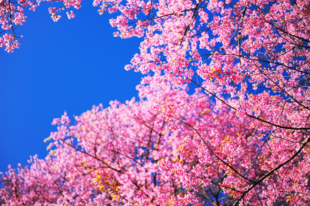 花見をするなら上野公園へ！　占い師が選ぶ・パワースポット効果のある桜の名所ベスト3