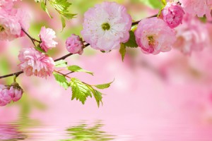 この春からの自分を占う【桜診断】満開に咲いている桜は何色？　