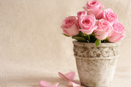 【らくらく風水】ピンクのバラを部屋に飾ると、恋人と結婚できる！