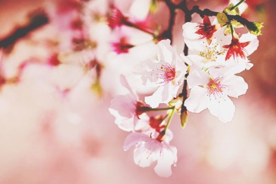 【開運壁紙】3月は「桜」の壁紙で恋を開花！