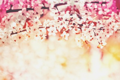 【心理テスト】春の花でわかるあなたが夢中になる恋愛