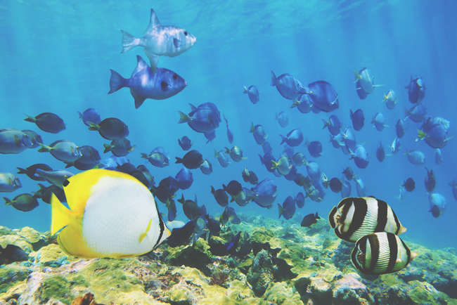 開運壁紙 6月は地道に頑張る1カ月 美しい海 魚の写真で運気アップを狙おう 占いtvニュース