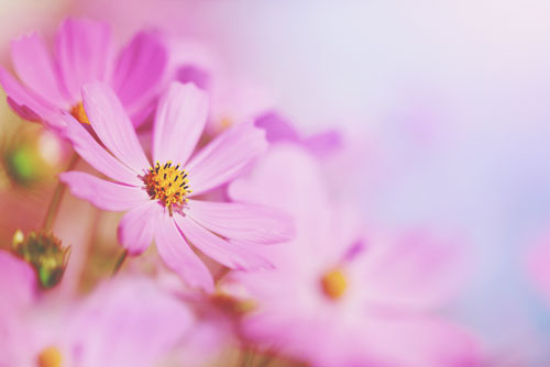 【秋の花占い】コスモス、菊、キンモクセイ……どんな風に人生を花開かせる？
