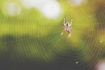 【心理テスト】蜘蛛の色でわかる気をつけるべきダメ男