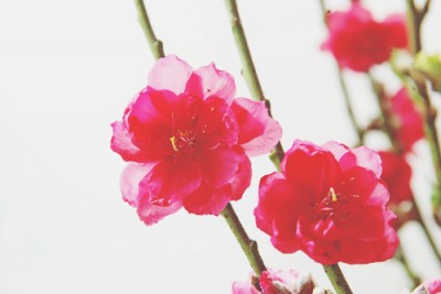 【3月の開運壁紙】恋愛運は「桃の花」、仕事運は「船」の写真！