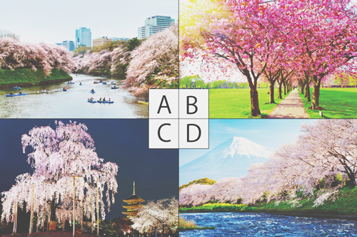 【心理テスト】花見に行きたいと惹かれる桜の風景でわかる、春に訪れるあなたの幸せ