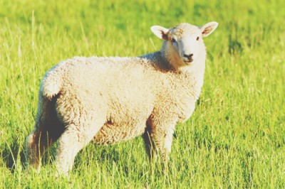 【5月の開運壁紙】恋愛運は「モコモコの羊」、金運は「ひまわり」の写真で運気アップ！