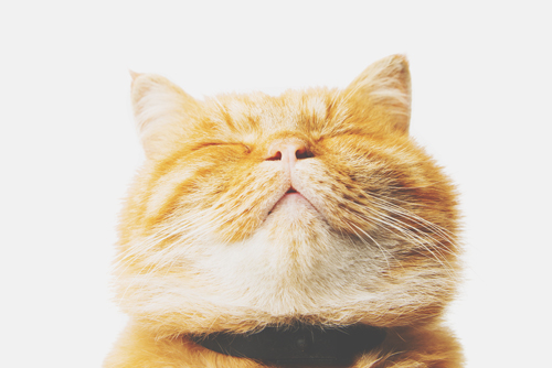 【猫占い】猫があなたに伝えたい、幸せのメッセージとは？
