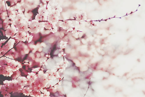 【夢占い】桜が満開の夢は心身ともに絶好調！　桜の夢が暗示すること
