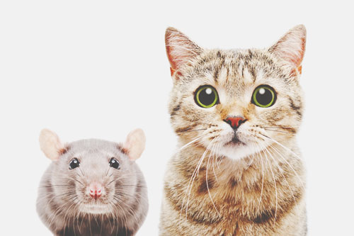【心理テスト】猫とネズミがばったり遭遇、この後どうなる？　答えでわかる年下との関係作り