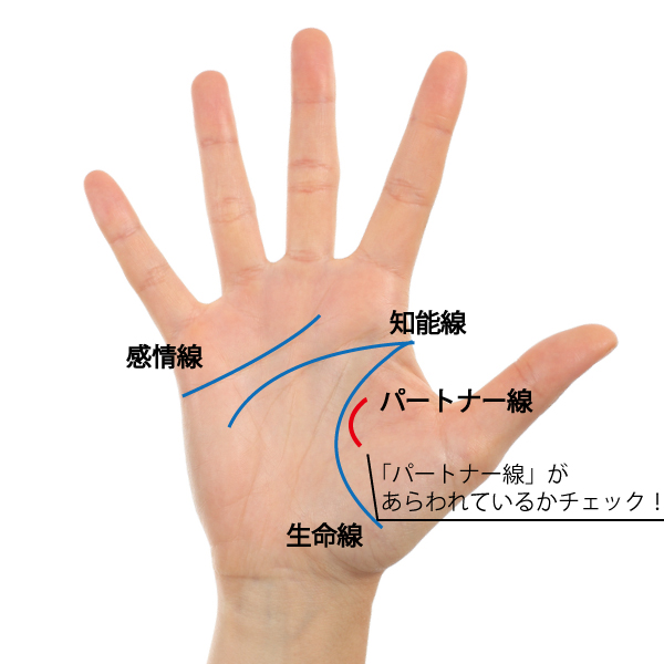 手の甲 親指 付け根 名前 図解 手の指の骨の名前 関節まとめ 痛みや変形があるとどんな可能性が