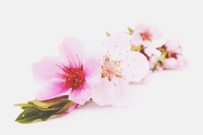 【心理テスト】好きな桜でわかる憧れる青春時代