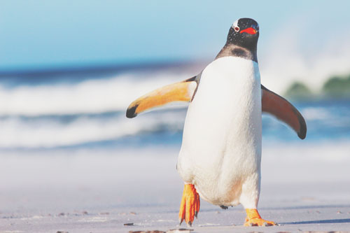 9月の開運壁紙 恋愛運は ペンギン 金運は 桃 の写真で運気