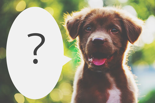 片思いが実らない理由がわかる【心理テスト】突然犬が人間の言葉を、何て言った？