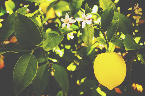 【心理テスト】木に実ったレモンはいくつ？　答えでわかる人生の熟練度