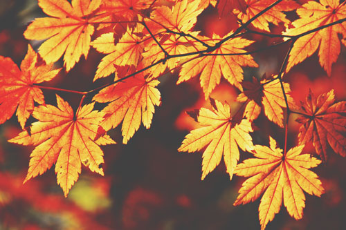 【夢占い】紅葉の夢は将来の不安のあらわれ　秋の夢が暗示することとは？