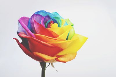【魅惑のバラ占い】赤、黄、紫……あなたは何色のバラの化身？