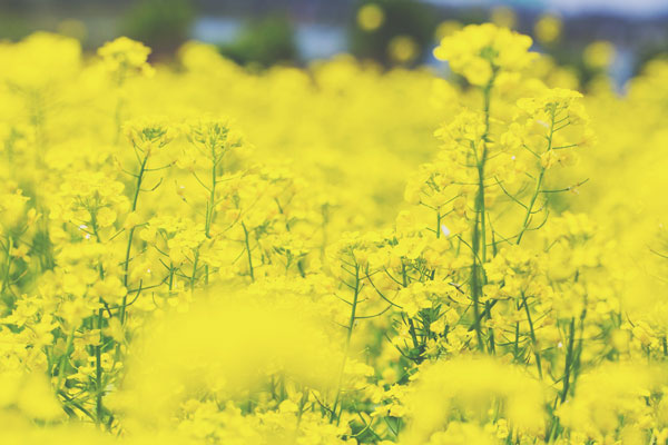 3月の開運壁紙 恋愛運は 羊 金運は 菜の花 の写真で運気アップ 占いtvニュース