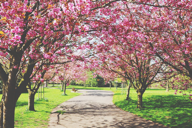 【4月の開運壁紙】恋愛運は「桜の庭園」、金運は「うぐいす」の写真で運気アップ！
