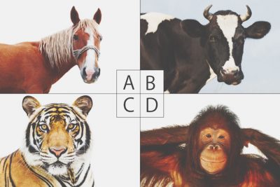 【心理テスト】どの動物に変身した？　答えでわかるあなたが欲しい力