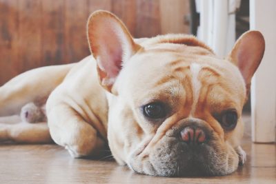 【心理テスト】犬が悲しんでいる理由は？　答えでわかる恋人の欠点