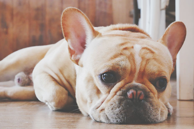 【心理テスト】犬が悲しい顔をしている理由は？　答えでわかる恋人の欠点