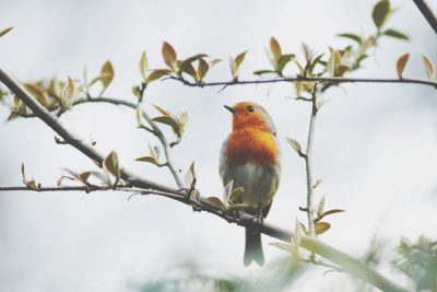 【心理テスト】鳥の行方でわかるあなたを苦しめるストレス