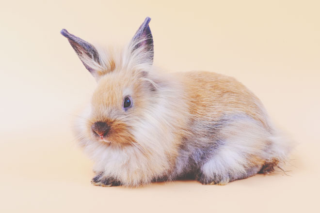 usagi01